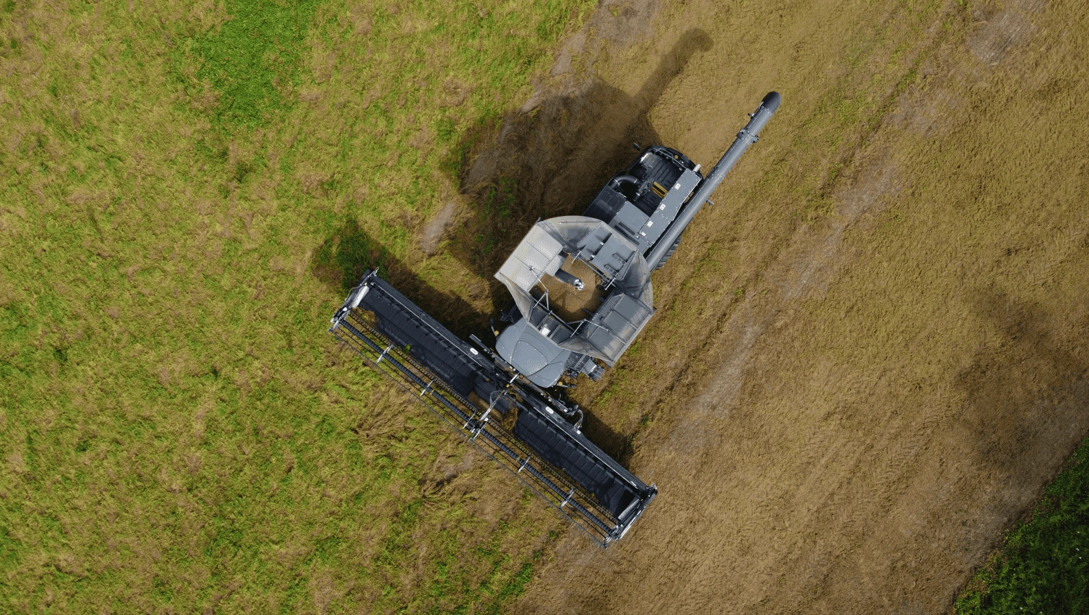 Protéagineux : après la lentille, Unéal voit plus loin avec la feverole bio