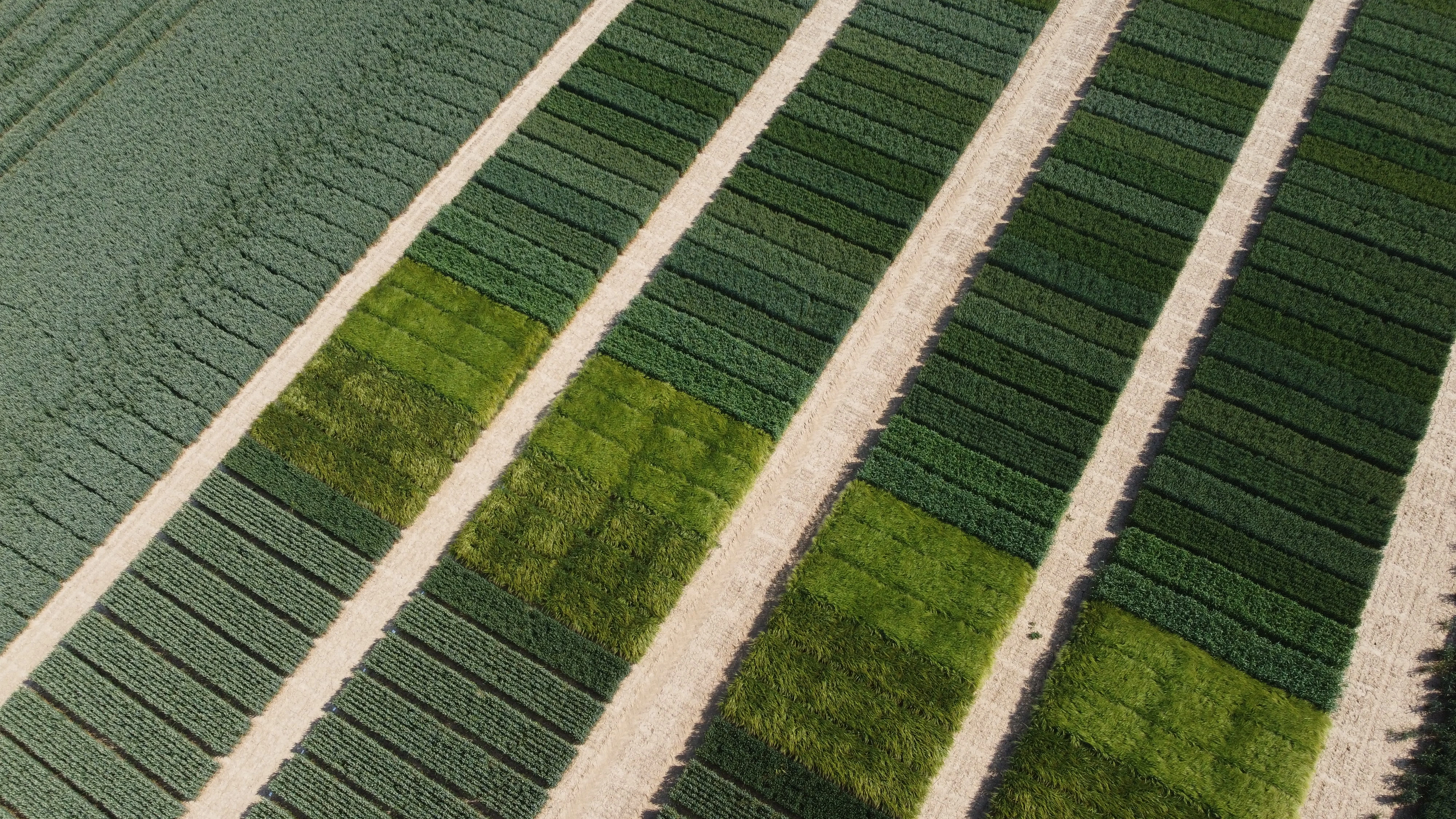 Progrès génétique : du champ à l’action avec les semences certifiées
