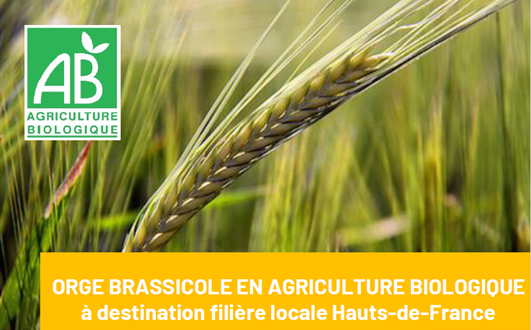 ORGE BRASSICOLE EN AGRICULTURE BIOLOGIQUE à destination filière locale Hauts-de-France