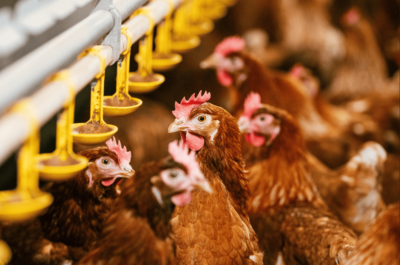 Portes ouvertes volailles : d&eacute;couvrez un &eacute;levage de poules pondeuses en voli&egrave;re &agrave; Lihons dans la Somme