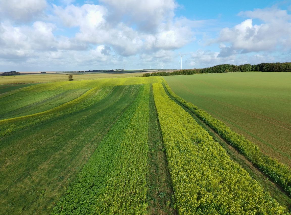 13-14 nov : 2 matinées "couverts végétaux : une culture à part entière"