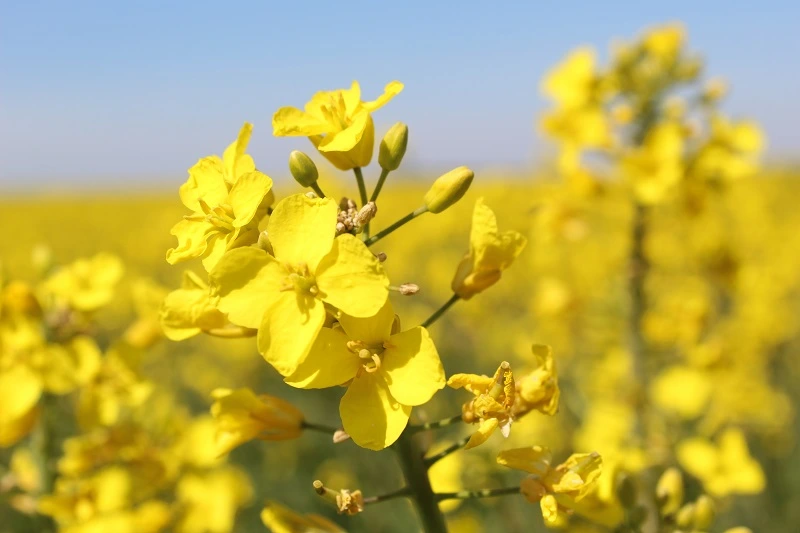 Primes colzas et tarifs morte saison sur vos céréales à paille jusqu’au 14 août