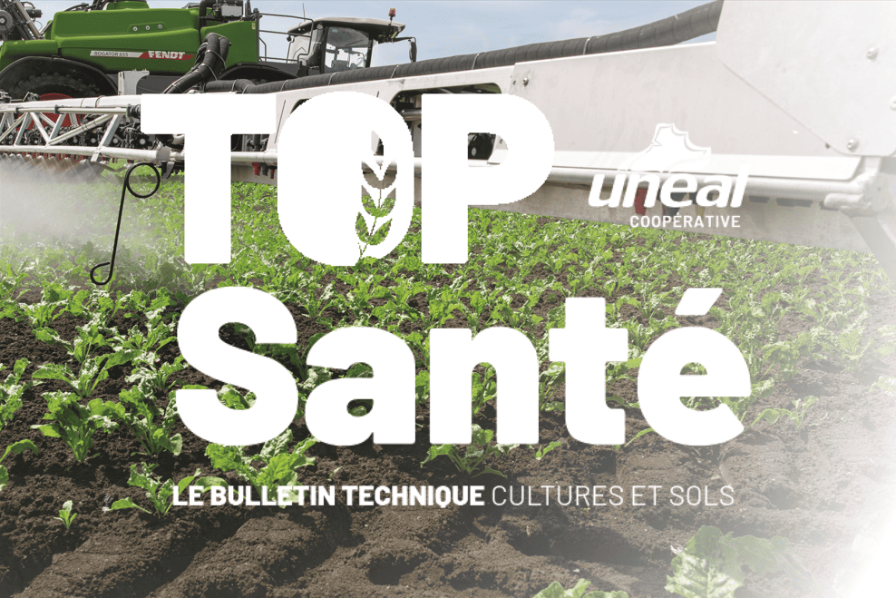 Le bulletin Top santé du 30 juillet est disponible