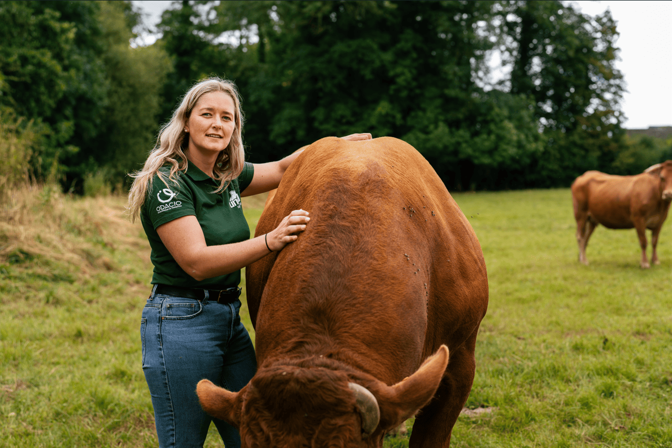 Bovins viande : Gérer le stress chez les bovins