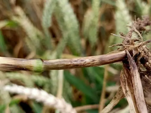 Fongicide bl&eacute; : faut-il r&eacute;duire sa d&eacute;pense ?