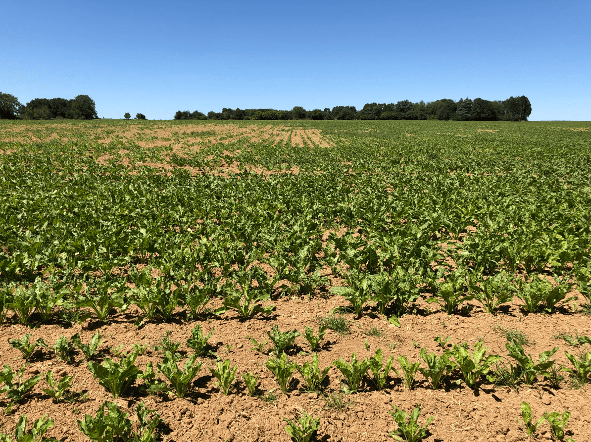 Carence de calcium et baisse de pH : comment &eacute;viter les risques ?