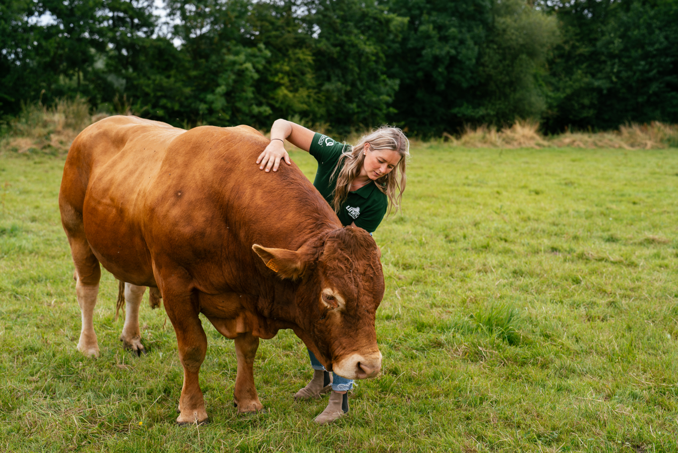 Qualité de viande : comment la construire ? 