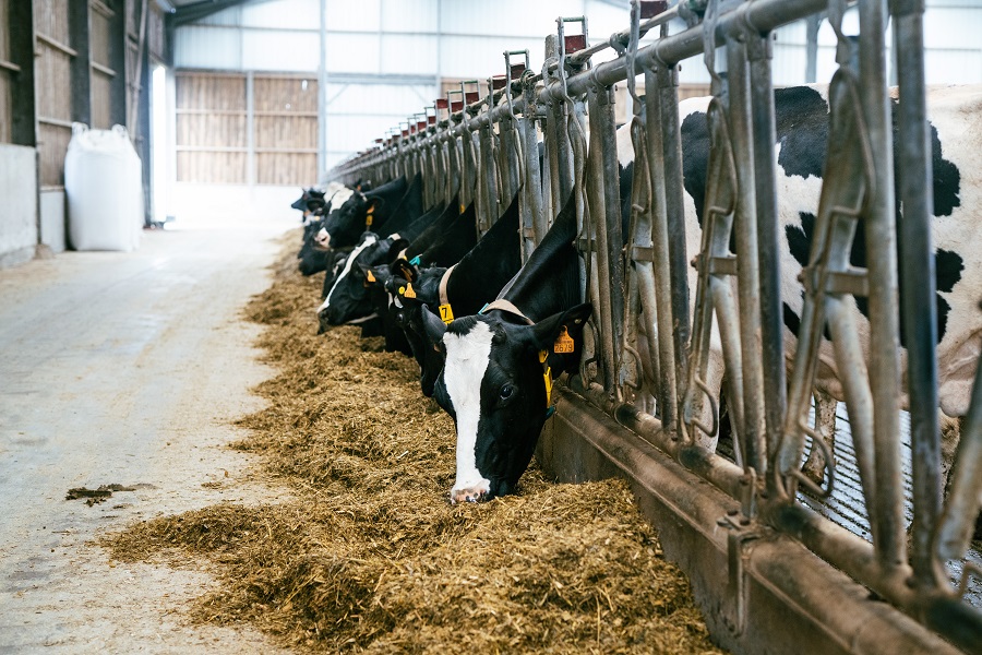 Manque d'ensilage maïs : comment adapter la ration des vaches taries ?