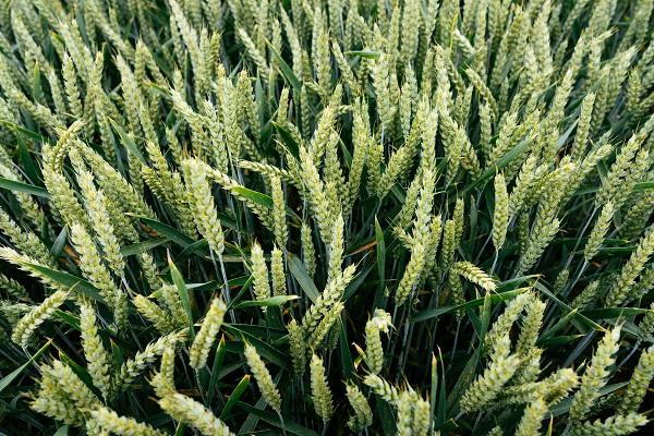 Semis blé : date, densité, gestion des ravageurs et fertilisation