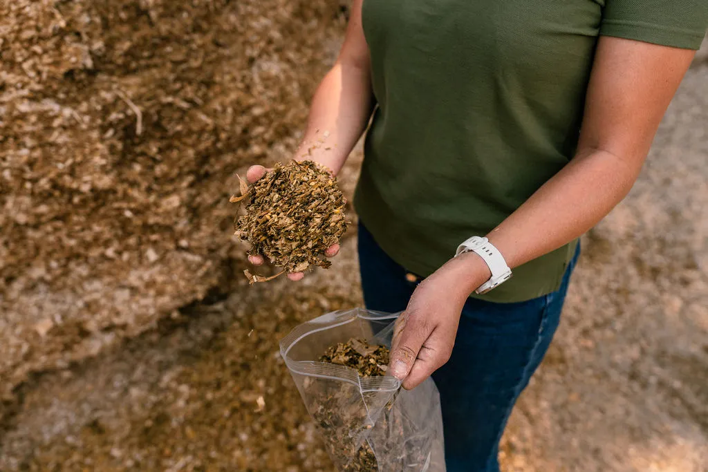 Nouveau ma&iuml;s : comment valoriser pleinement l&rsquo;amidon de votre ensilage ?