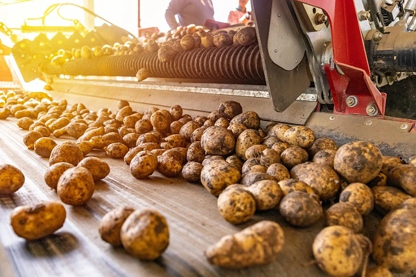 Pomme de terre : Plant certifié, gage de qualité ! 